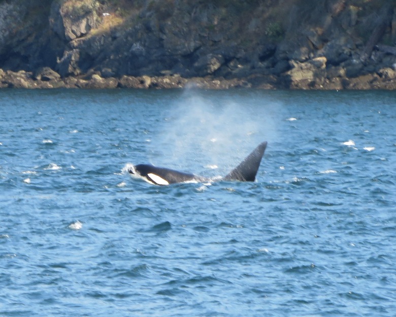 Killer whale expelling air from its blowhole