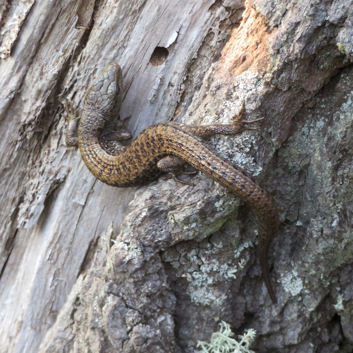 Northern alligator lizard on tree with overcast lighting