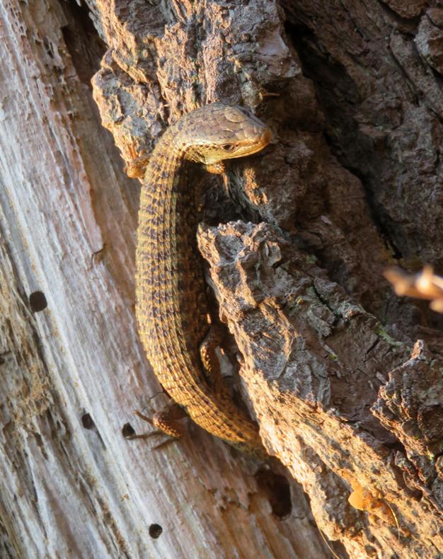 Northern alligator lizard on tree with sunlight