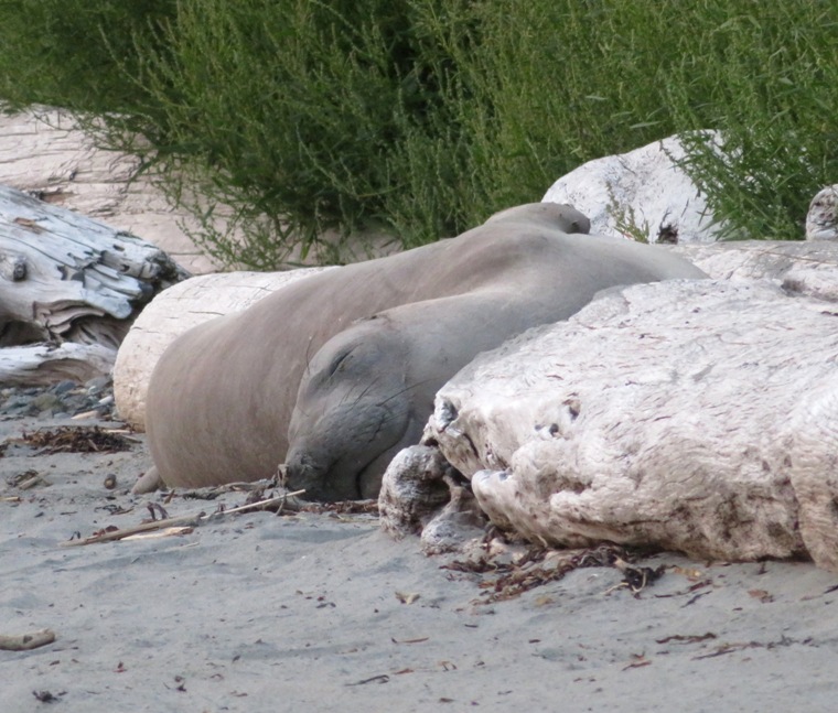 Female elephant seal resting on the beach