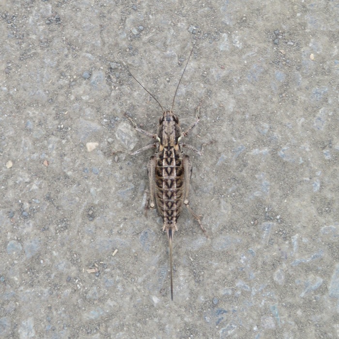 Shield-backed katydid