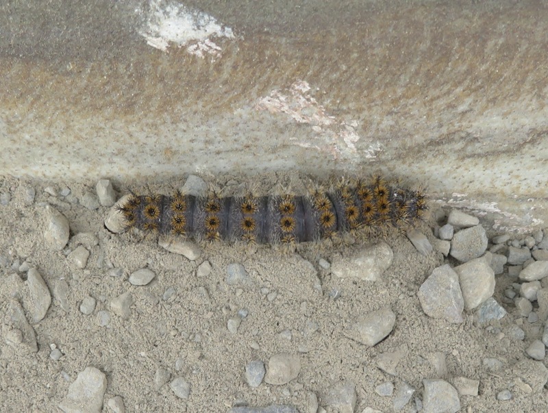 Sheep moth caterpillar