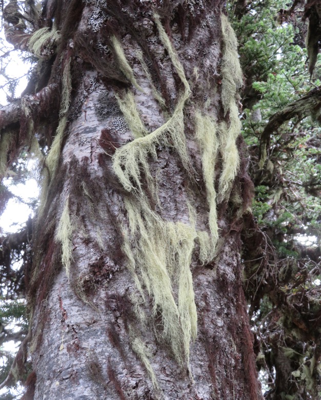 Witch's hair lichen hanging from tree