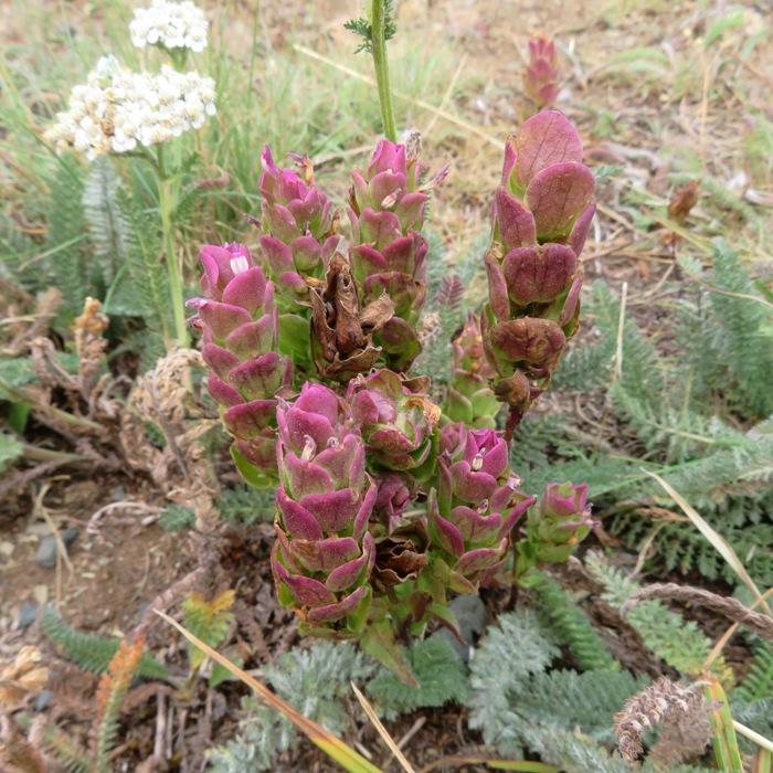 Red plant with small, veiny leaves