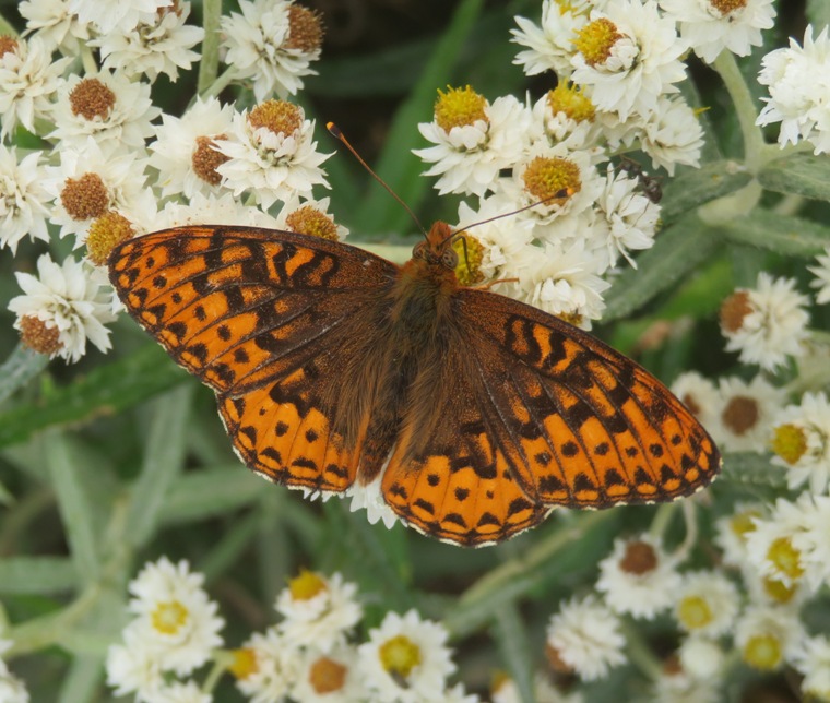 Northwestern fritillary orange butterfly