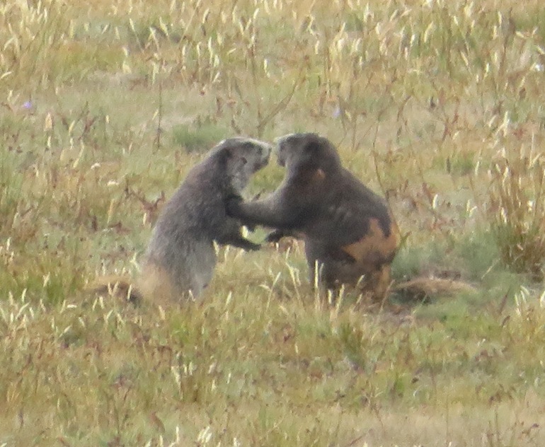 Two marmots standing upright, greeting each other