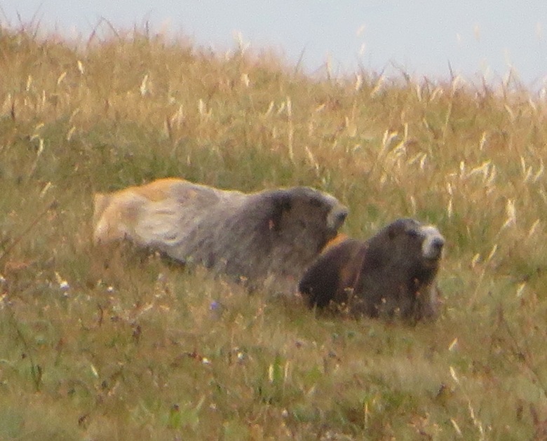 Large and small marmots