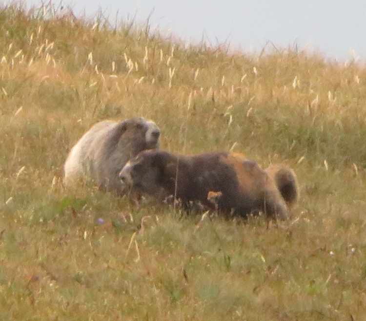 Two marmots