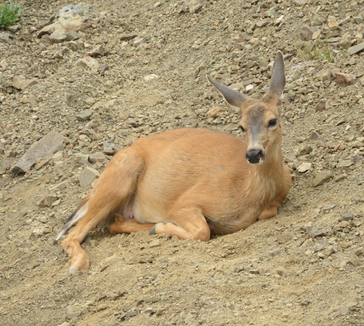 Young deer lying down