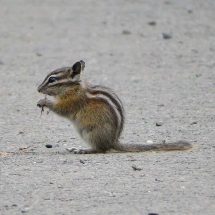 Olympic chipmunk