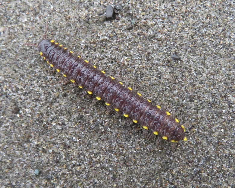 Yellow-spotted millipede walking on the beach