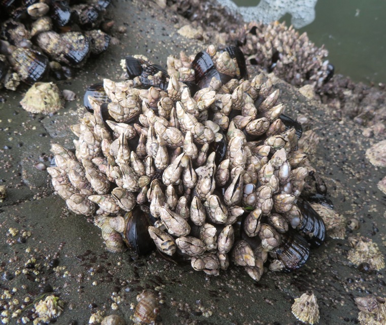 Gooseneck barnacles