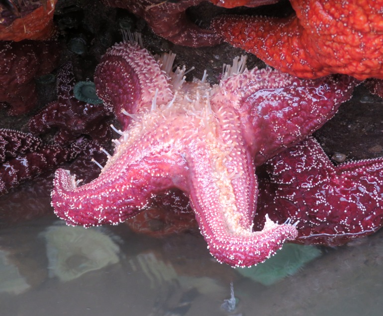 Movement on the underside of a starfish