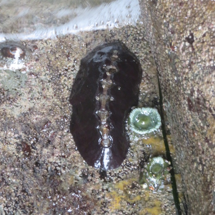 Black katy chiton