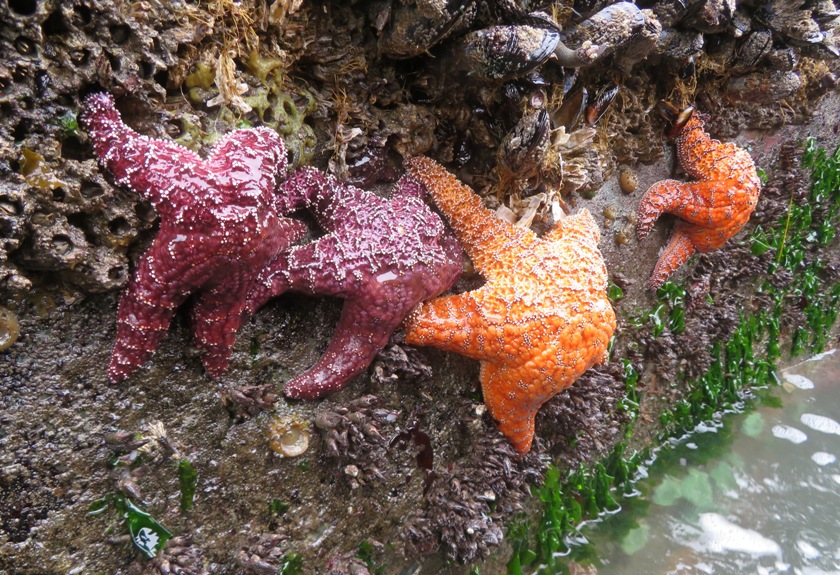 Two red and two orange starfish