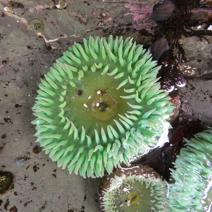 Giant green anenome