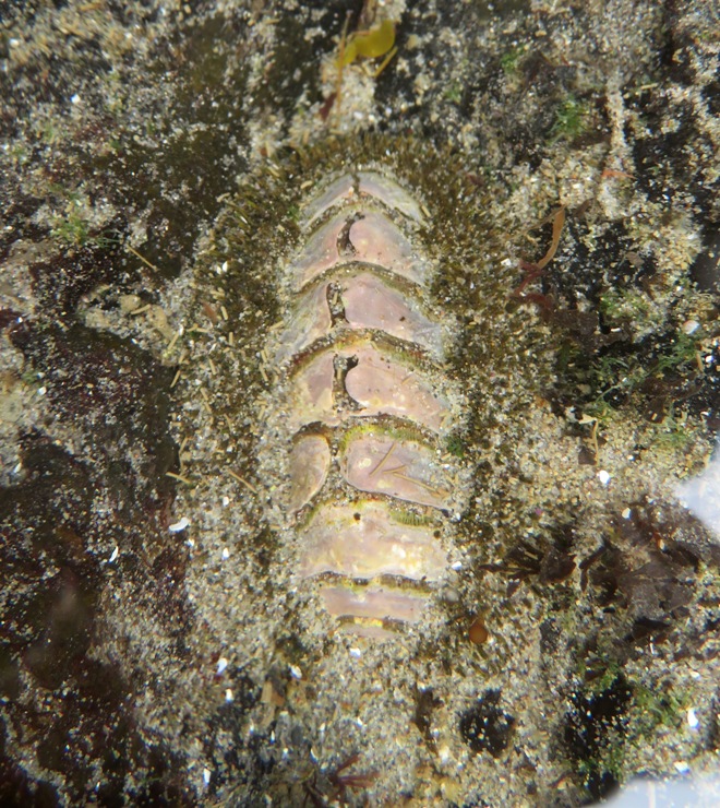 Mossy chiton on rock