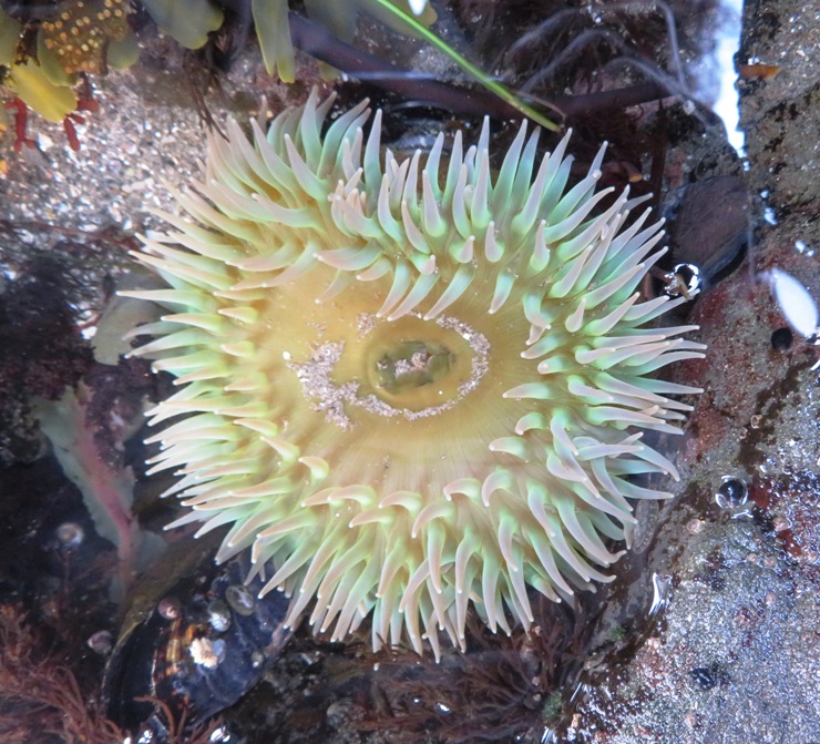 Yellowish colored anemone