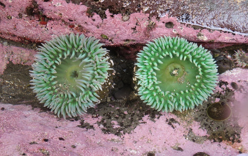 Two green anemones