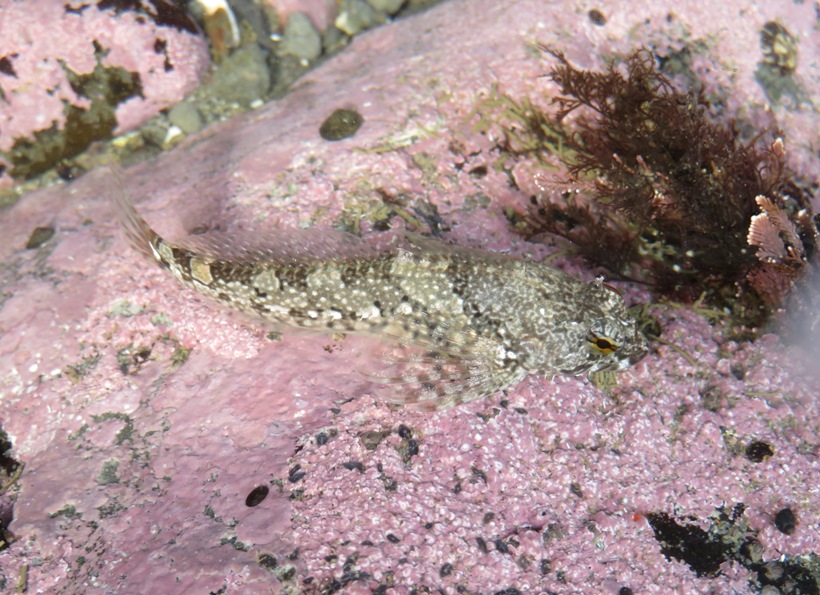 Goby fish blending in with the bottom of the tidepool