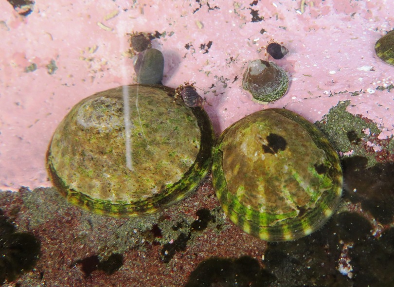 Two limpets and three hermit crabs