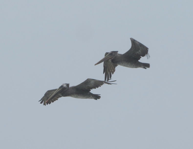 Two brown pelicans in flight