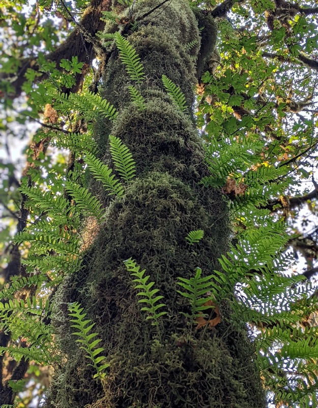 Moss and ferns growing up side of tree