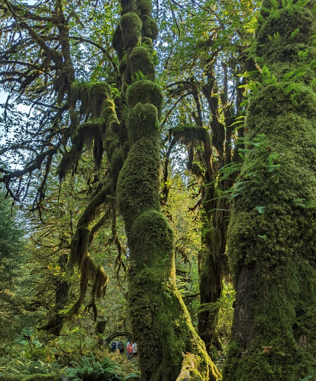 Moss-covered trees