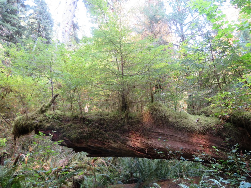 Horizontal nurselog with small trees growing on it