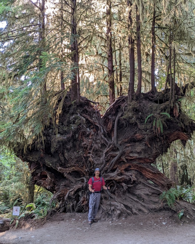 Me standing in front of a rootball from a fallen tree