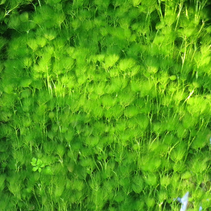 Small plants in Taft Creek