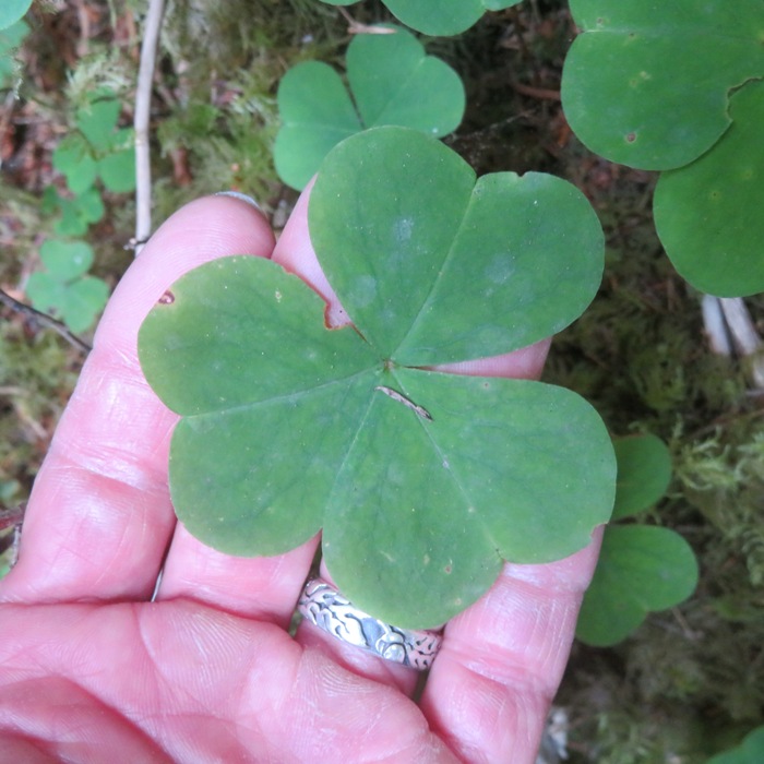 My hand holds up a very large three-leafed clover