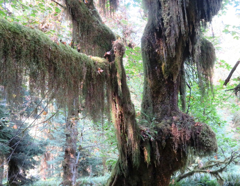 Plants hanging off tree