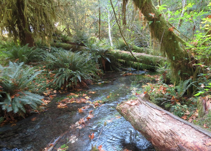 Vegetation along the sides of Taft Creek