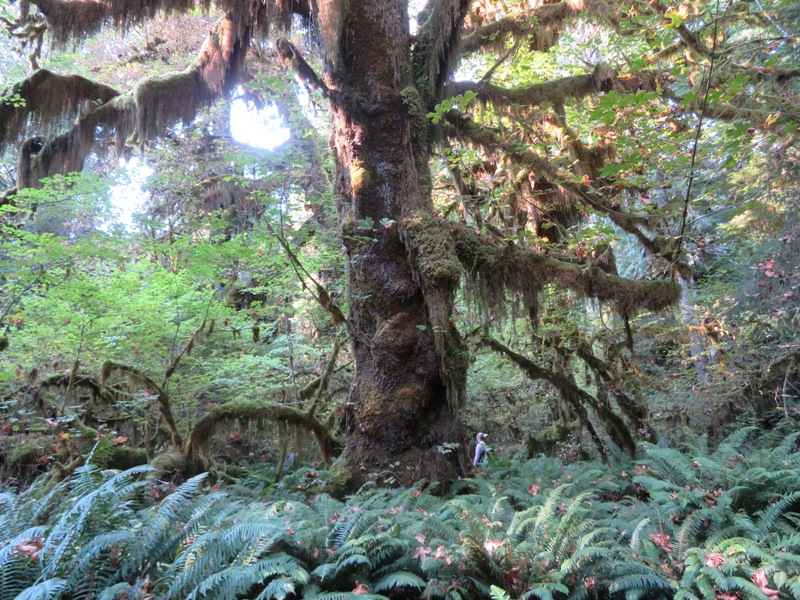 Norma, trees, and ferns