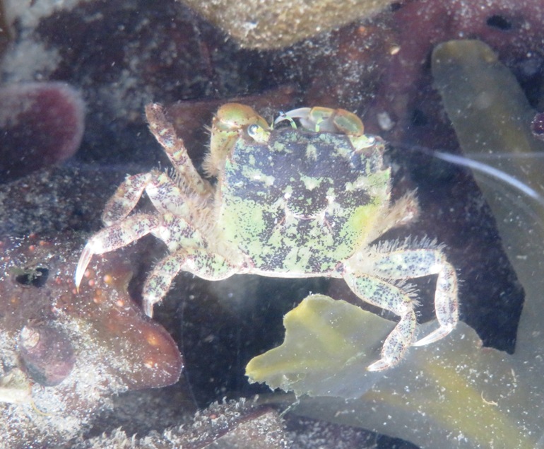 Yellow shore crab in a tidepool