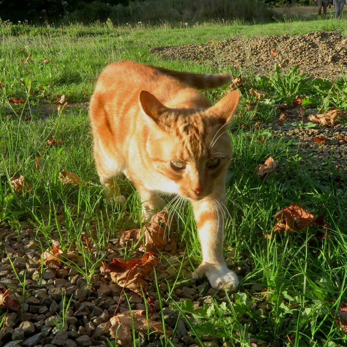 Orange tabby with extra toes