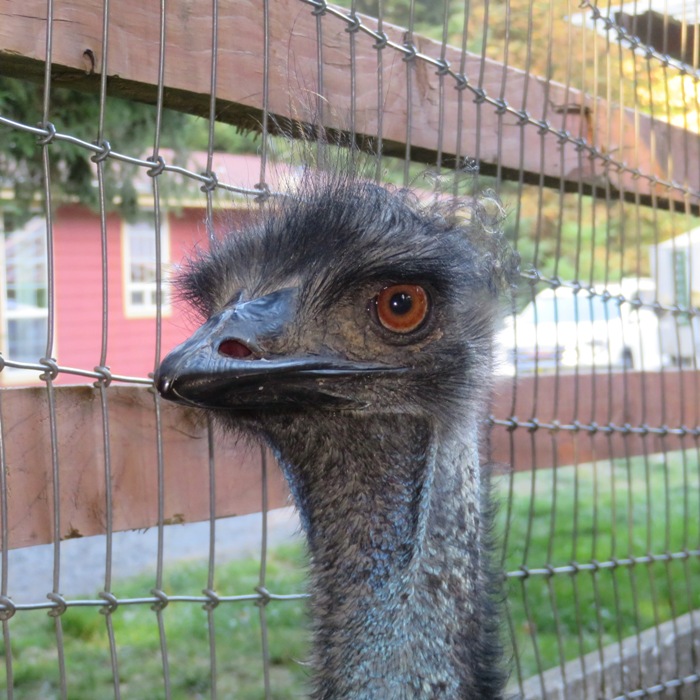 Close-up of emu face