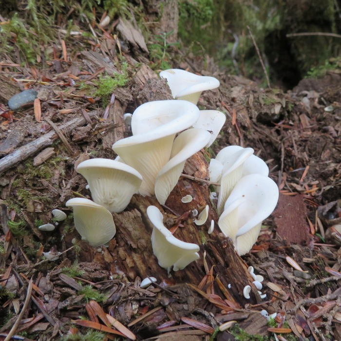 Oyster mushrooms