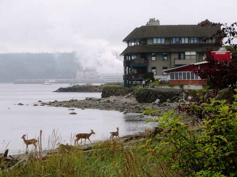 Deer on the shore at Port Townsend