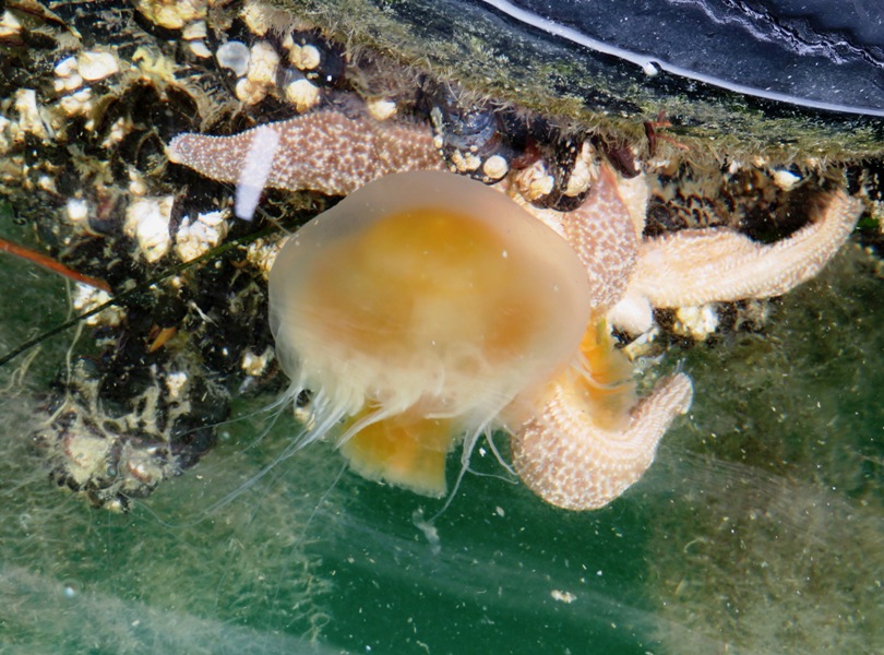 Lion's mane jellyfish in front of starfish