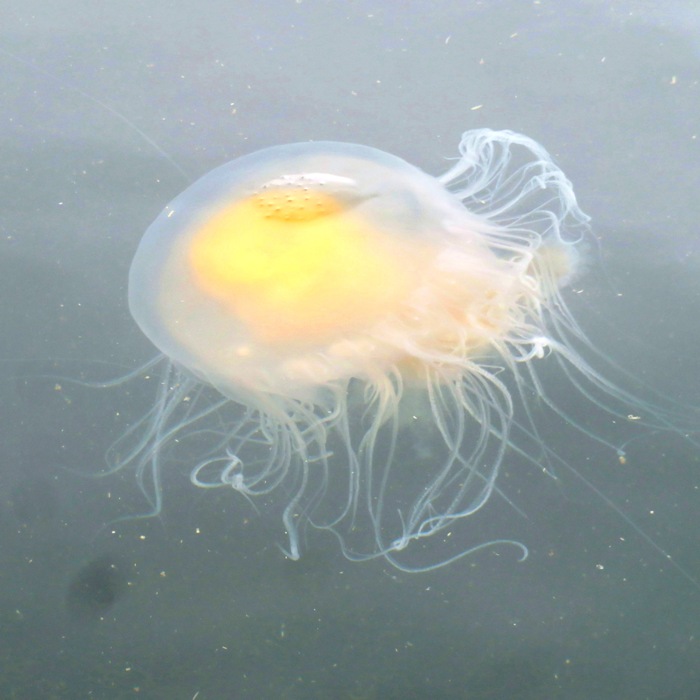 Egg yolk jellyfish