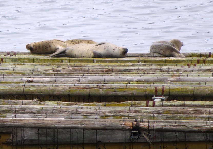 Seals resting on the floating platforms