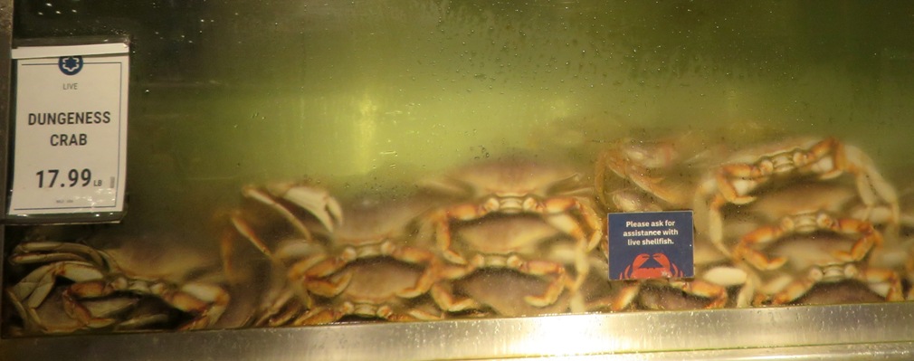 Dungeness crabs in tank