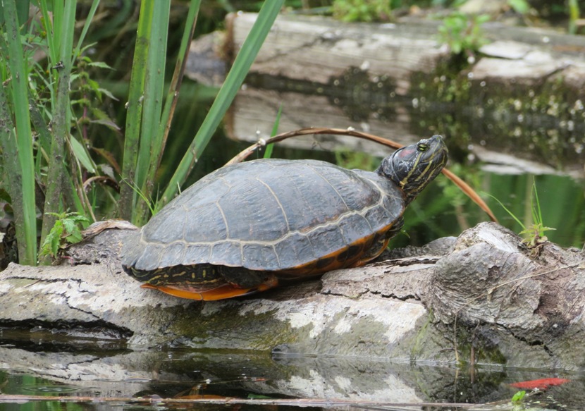 Painted turtle on log