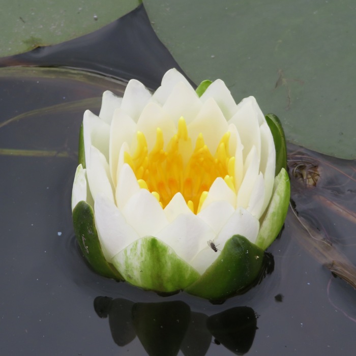 Water lily and small fly