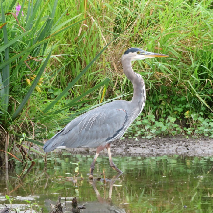 Great blue heron wading