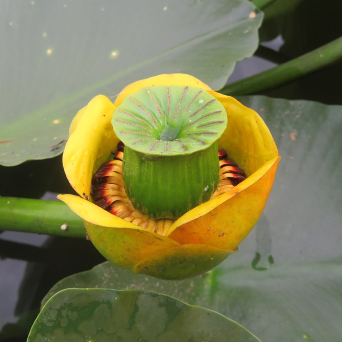 Yellow spatterdock flower turning into a seed pod