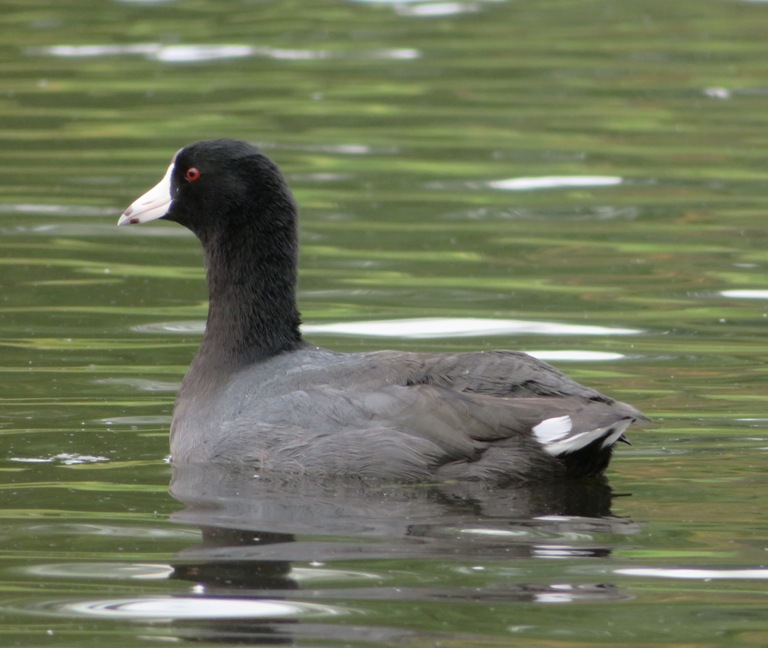 American coot