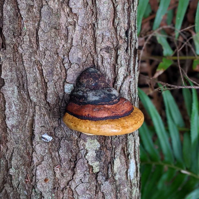 Fomitopsis pinicola